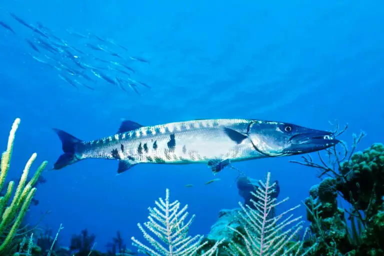Barracuda: Deep Predators of the Saltwater Realm