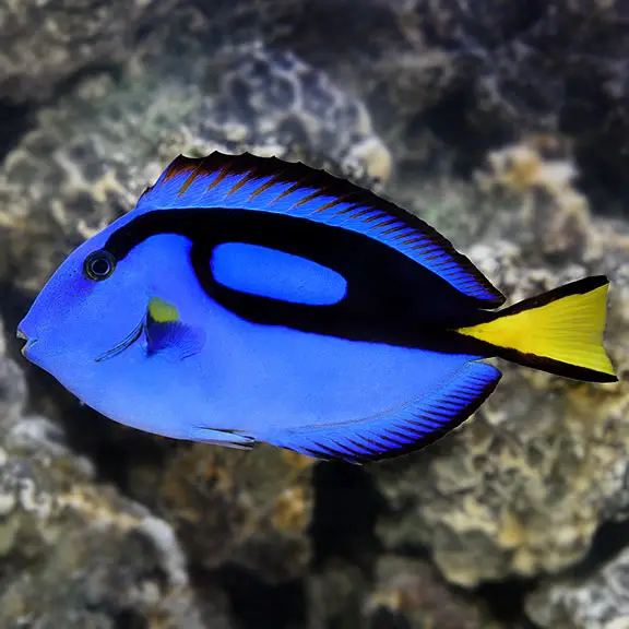 Blue Tang: Beauty in Blue – A Guide for Saltwater Aquarium Enthusiasts