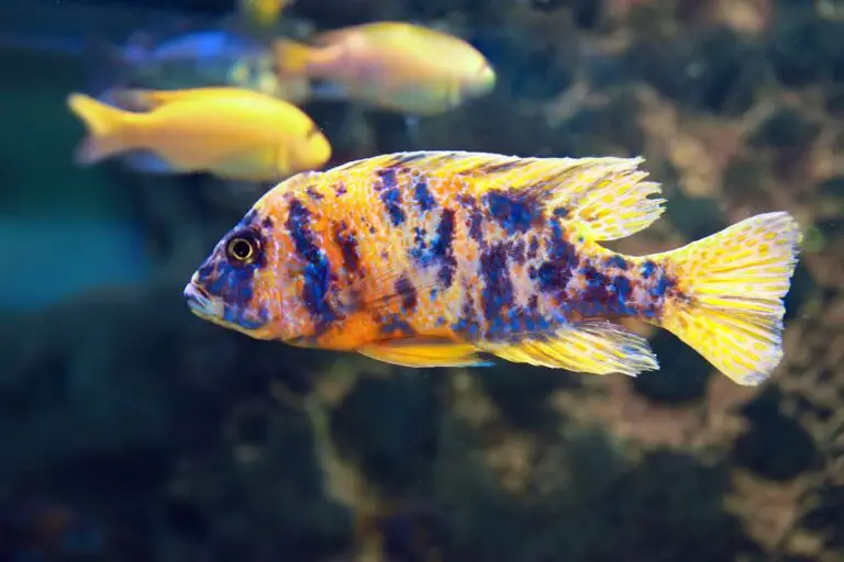 Captivating Cichlids: Diverse Personalities of Freshwater