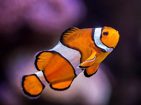Clownfish Saltwater Fish Profiles