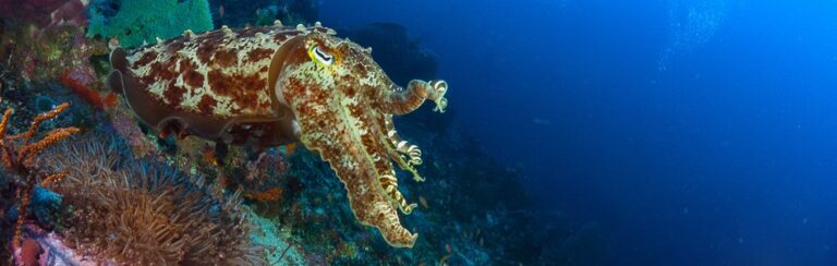 Cuttlefish: Masters of Disguise in the Aquatic World