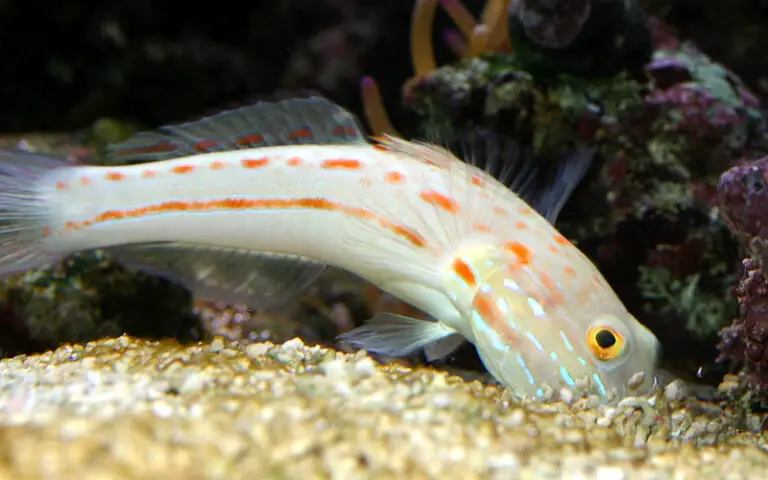 Goby: Gems of the Sand – Saltwater Fish Profiles