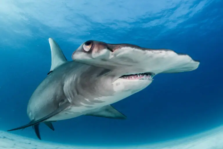 Hammerhead Sharks: Deep Kings of the Saltwater Realm