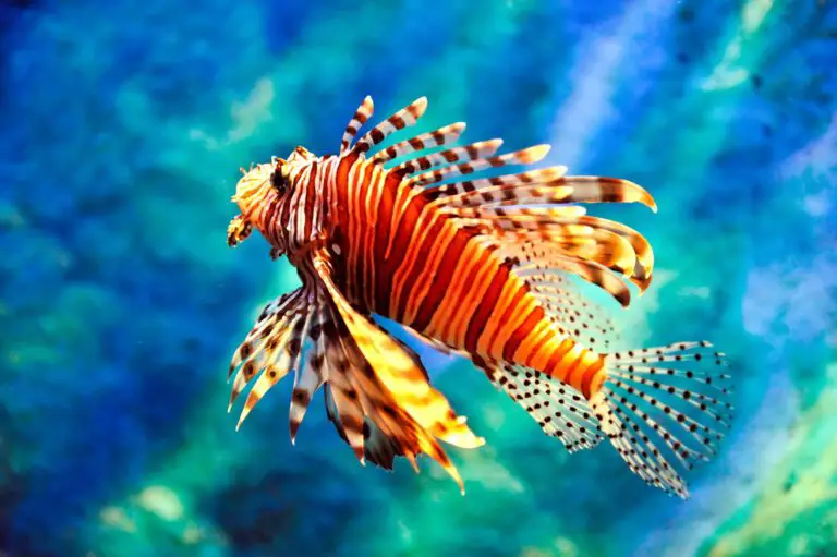 Lionfish: Majestic Additions to Your Saltwater Aquarium