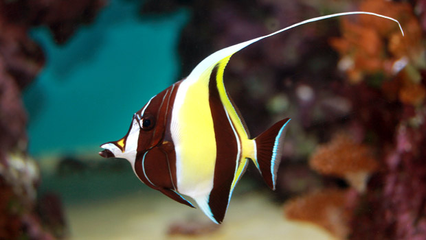 Moorish Idol: Tropical Beauty Saltwater Fish Profiles
