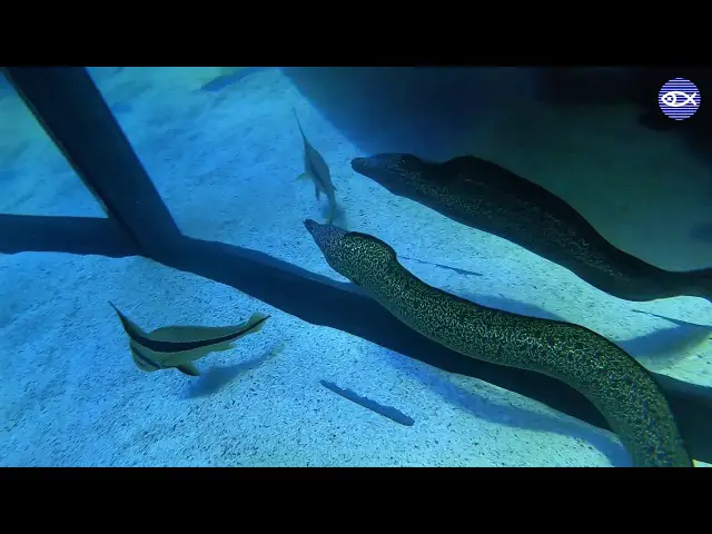 Moray Eels in Aquariums: Unveiling the Camouflaged Giants of the Deep