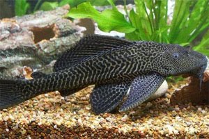 Mysterious Plecos: Cleaners of the Tank
