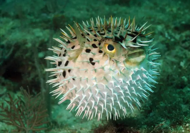 Pufferfish: Masters of Inflation – Saltwater Fish Profiles