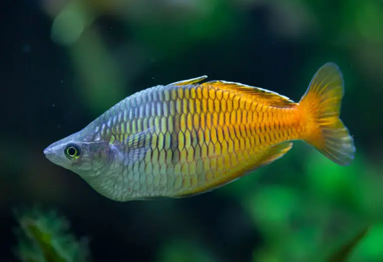 Radiant Rainbowfish: Colorful Wonders of Freshwater