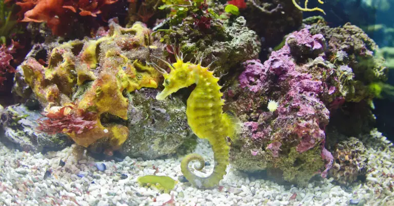 Seahorses: Nature’s Equine Wonders in the Saltwater Aquarium