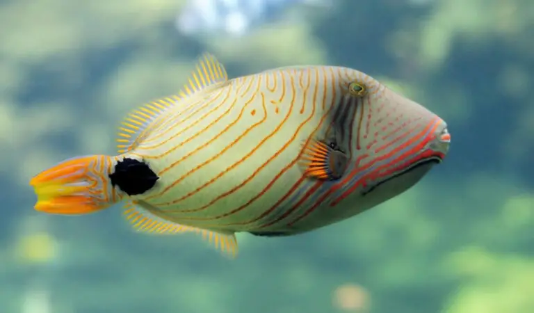 Triggerfish: Guardians of Coral – SALTWATER FISH PROFILES
